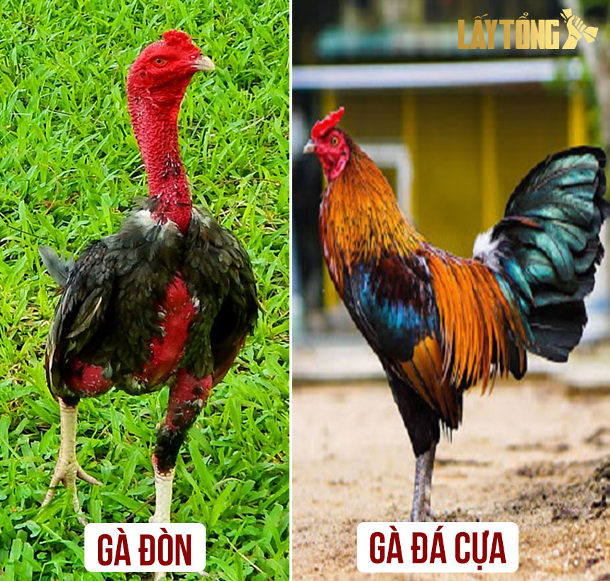 Chọi gà đòn Việt Nam - Gà nòi đòn được nhiều người chơi