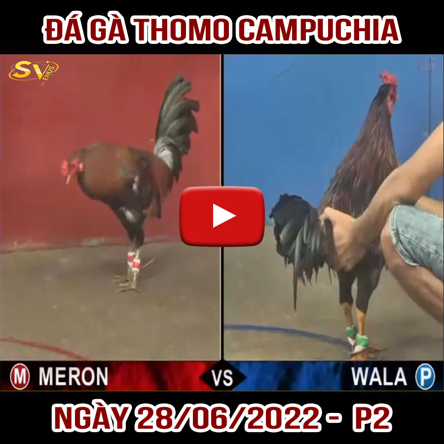 Tường thuật đá gà Thomo Campuchia ngày 28/06/2022 - P2