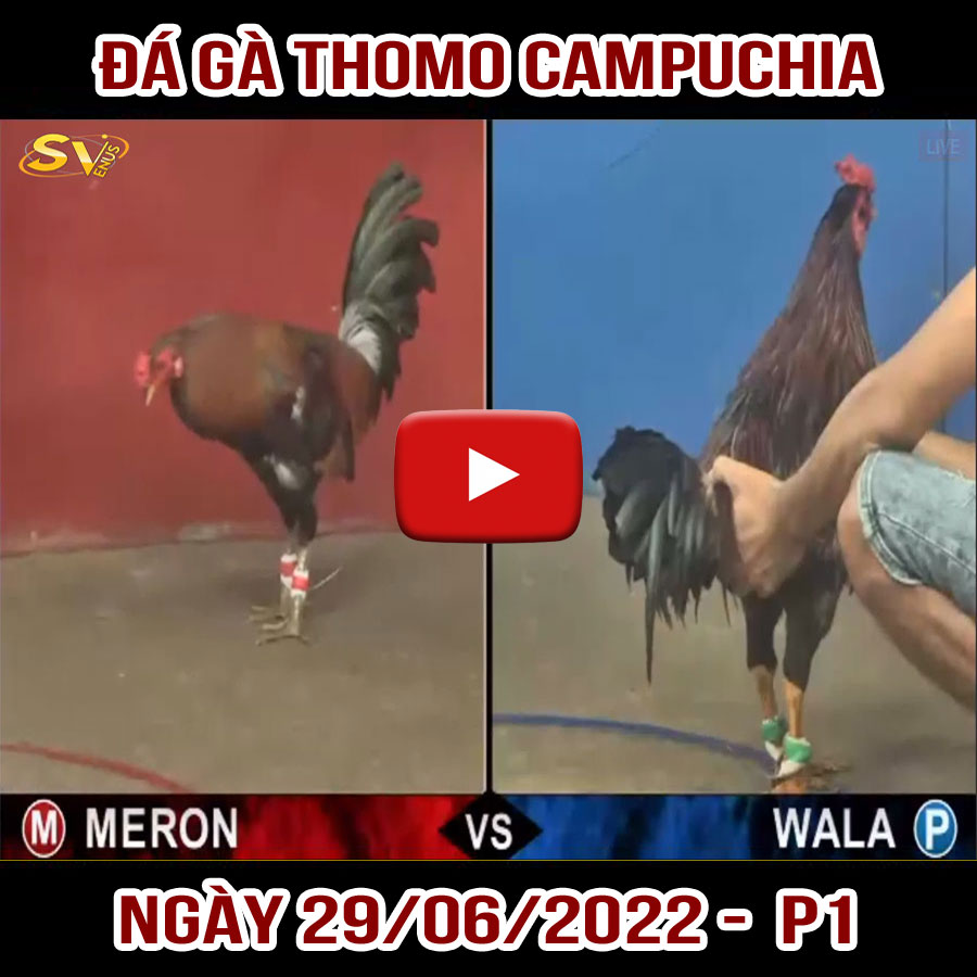 Tường thuật đá gà Thomo Campuchia ngày 29/06/2022 - P1