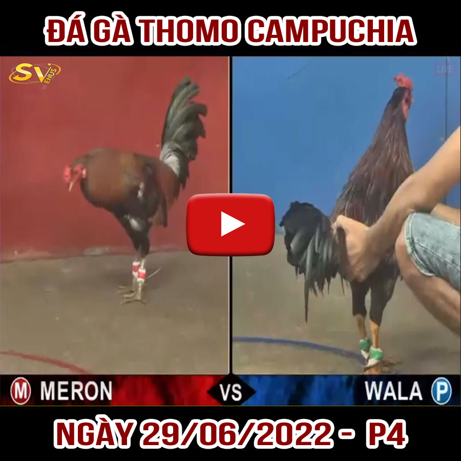 Tường thuật đá gà Thomo Campuchia ngày 29/06/2022 - P4