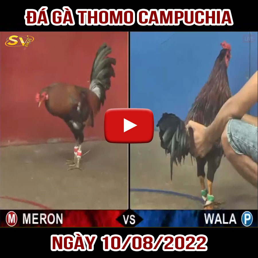Tường thuật đá gà Thomo Campuchia ngày 10/08/2022