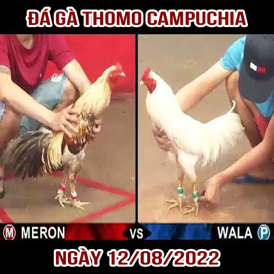 Tường thuật đá gà Thomo Campuchia ngày 12/08/2022