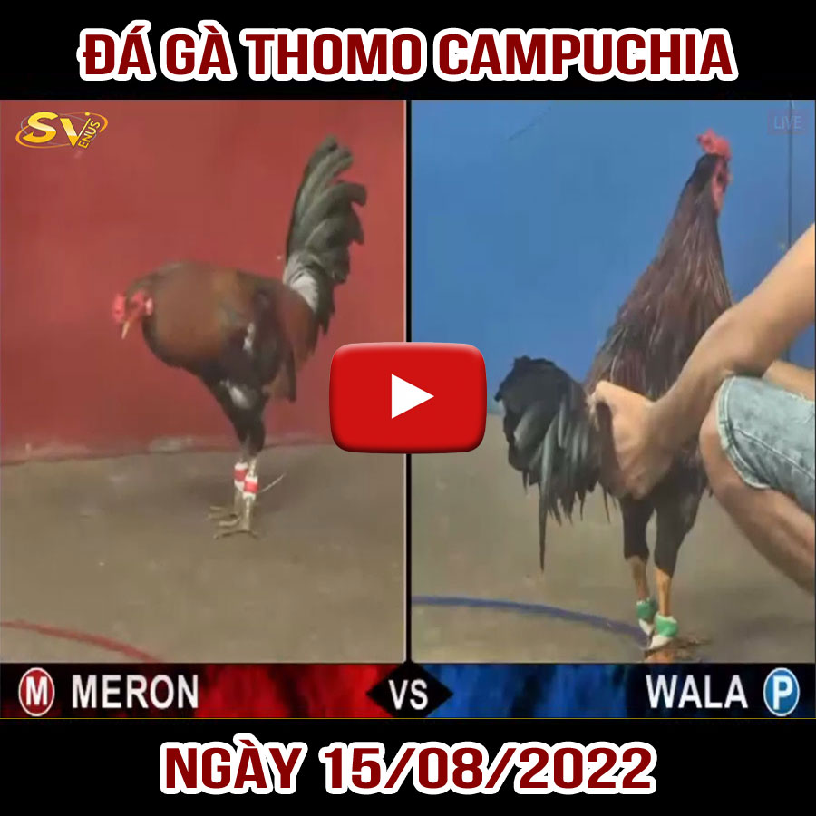 Tường thuật đá gà Thomo Campuchia ngày 15/08/2022