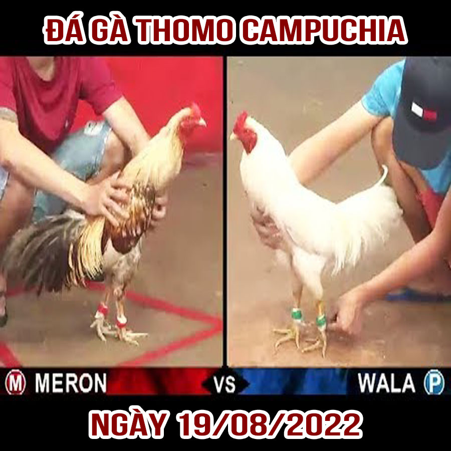 Tường thuật đá gà Thomo Campuchia ngày 19/08/2022