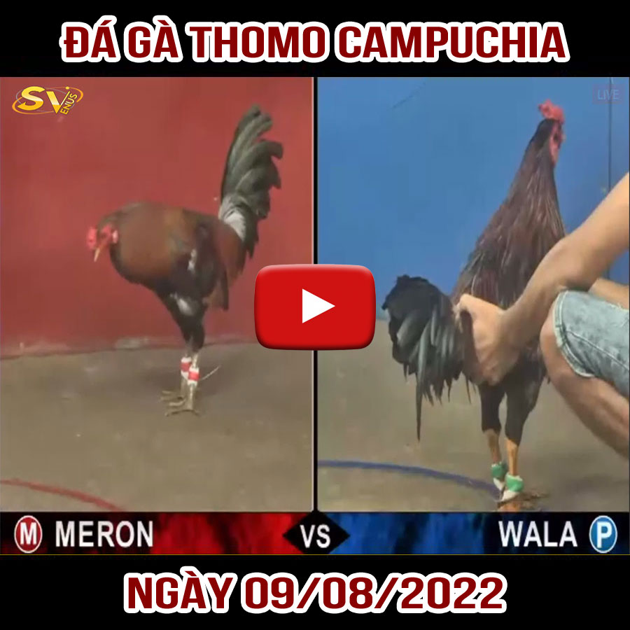 Tường thuật đá gà Thomo Campuchia ngày 09/08/2022