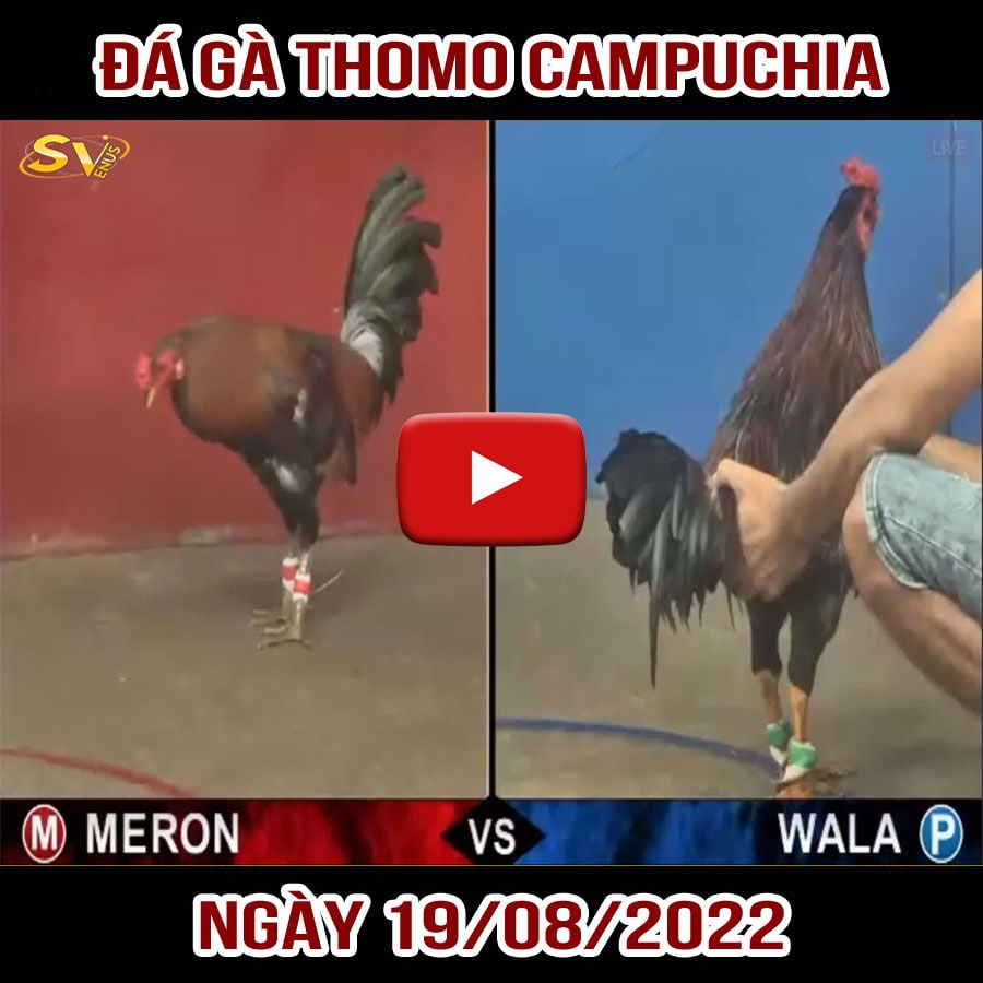 Tường thuật đá gà Thomo Campuchia ngày 18/08/2022