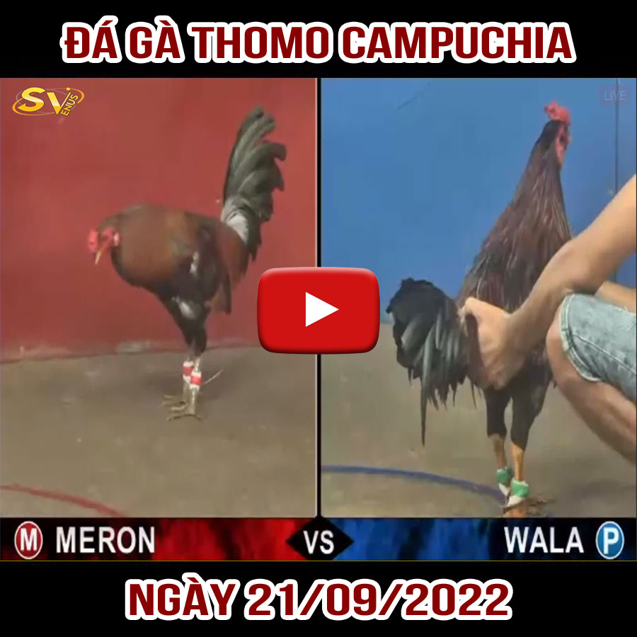 Tường thuật đá gà Thomo Campuchia ngày 21/09/2022