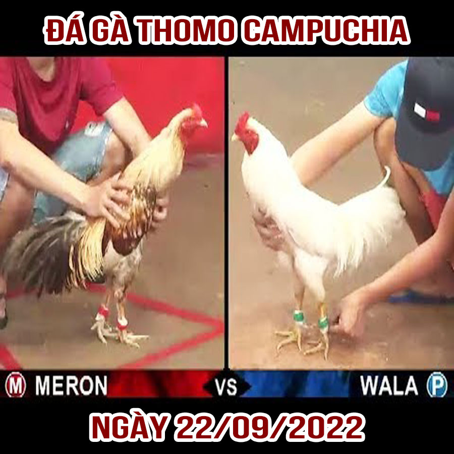 Tường thuật đá gà Thomo Campuchia ngày 22/09/2022